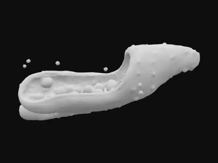 3D model for Create a 3D model on the drug action of Aspirin using the details specified below. The title and essence of the non-static 3D model is drug action of aspirin.
Start by showing a cross-section of a blood vessel with pain signals (jagged red lightning bolts) and inflammation (a pulsating red aura) on the vessel wall. In the bloodstream, disc-shaped platelets are clumping together.

White, crystalline Aspirin molecules enter the vessel. They bind to the pain signals and inflammation, causing them to fade away. Simultaneously, the Aspirin binds to the clumping platelets, causing them to break apart and flow smoothly as individual discs.

The blood vessel returns to a healthy appearance, and a soft, calming blue shimmer briefly pulses from the areas where the Aspirin acted, signifying relief.