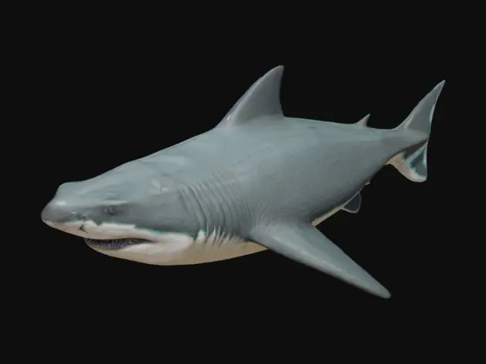 3D model for megalodon shark