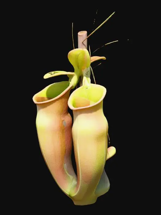 3D model for Twin Pitchers