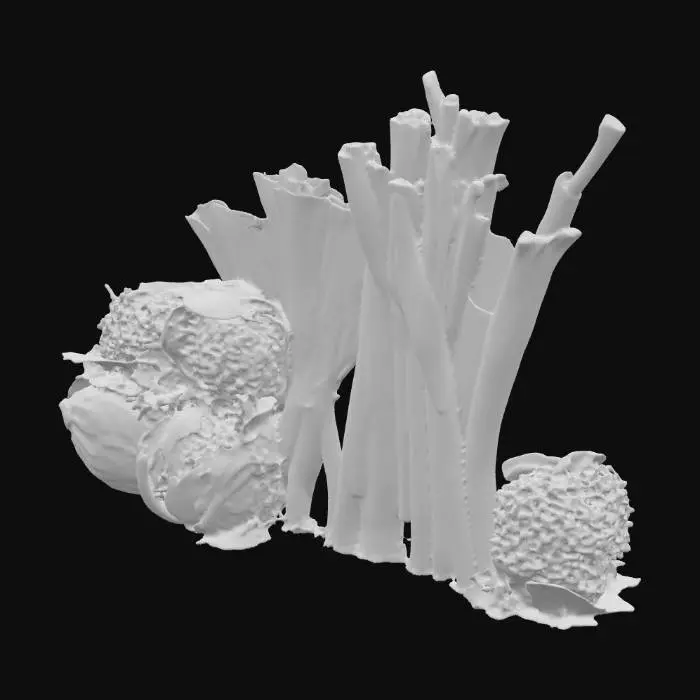 3D model for Vegetable Medley