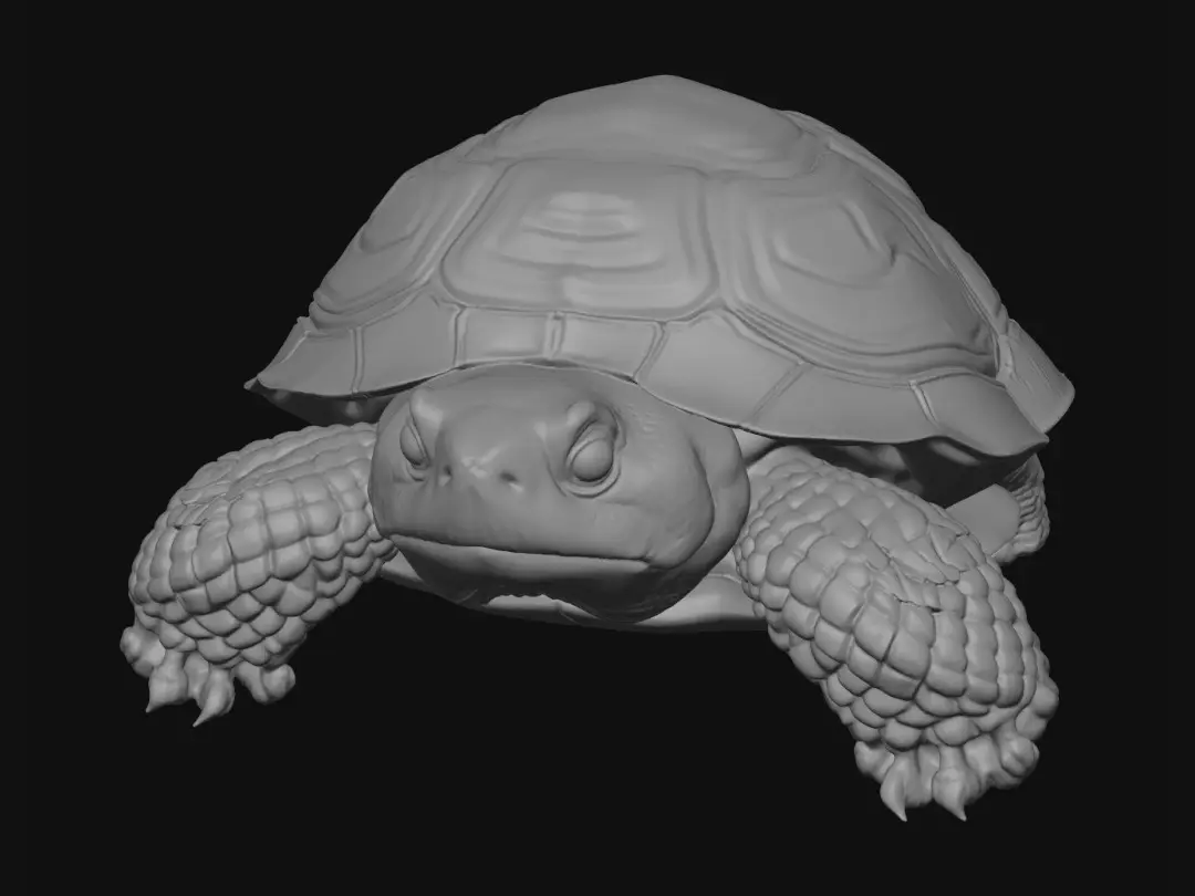 tortoise