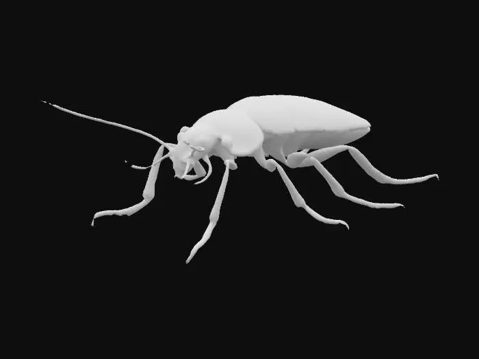 3D model for Cockroach, insect, high detail 