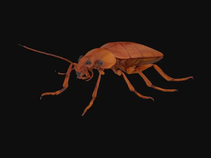 3D model for Cockroach, insect, high detail 