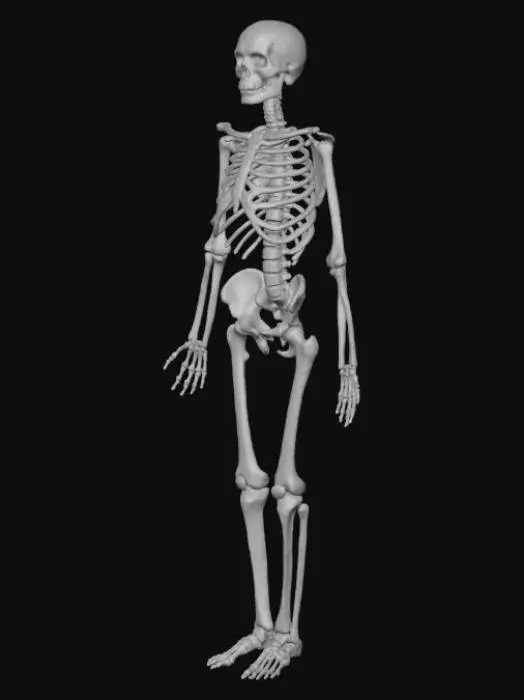 3D model for Skeleton Illustration