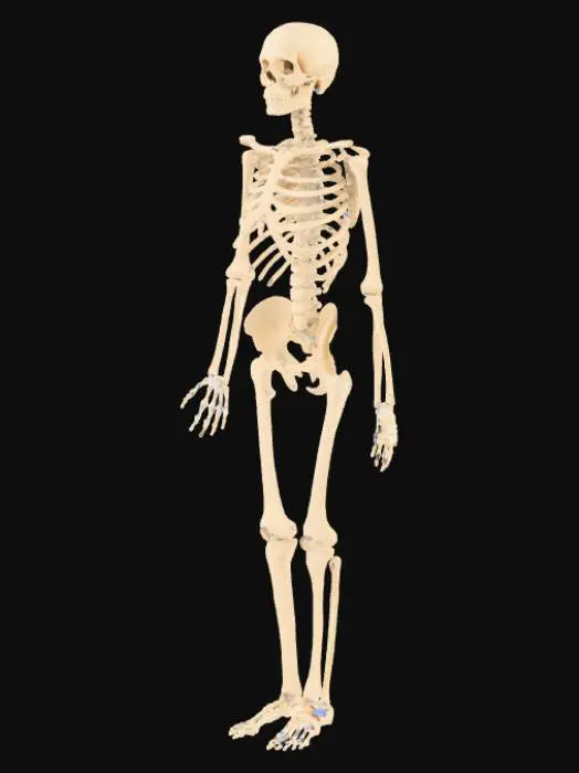 3D model for Skeleton Illustration