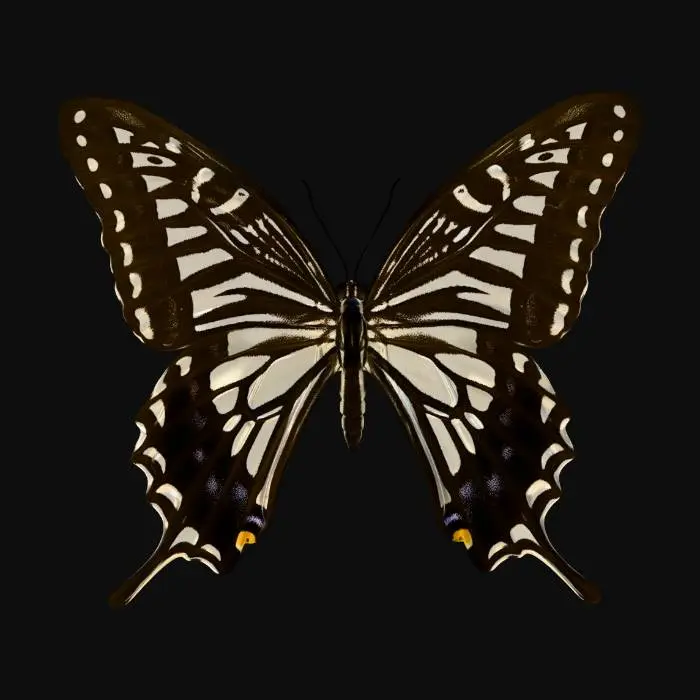 3D model for Ivory Wings