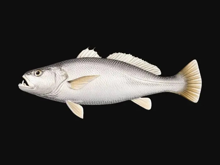 3D model for Atlantic cod