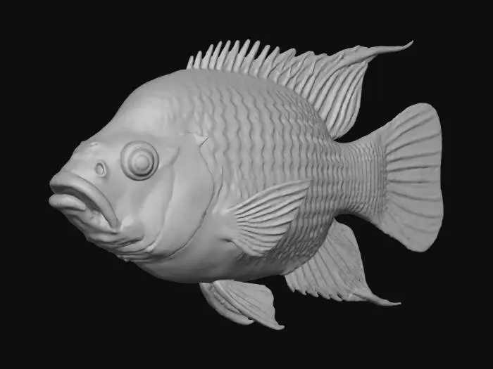 3D model for Golden-Banded Cichlid