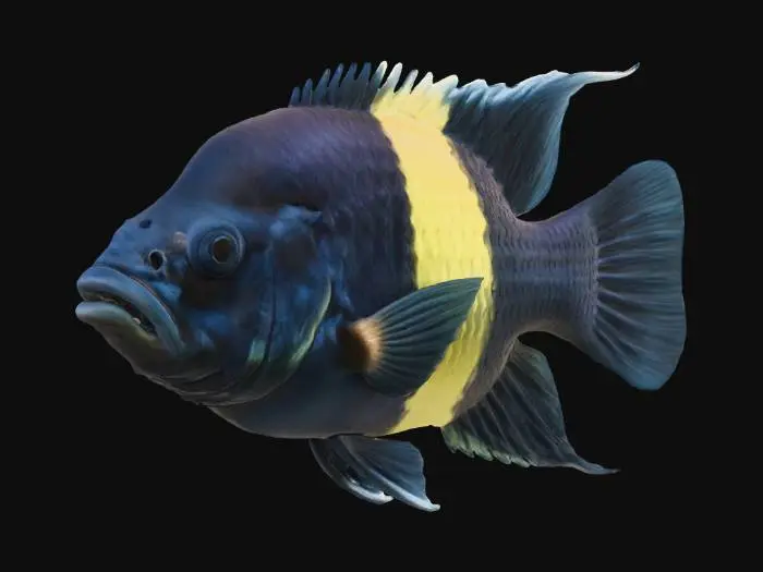 3D model for Golden-Banded Cichlid