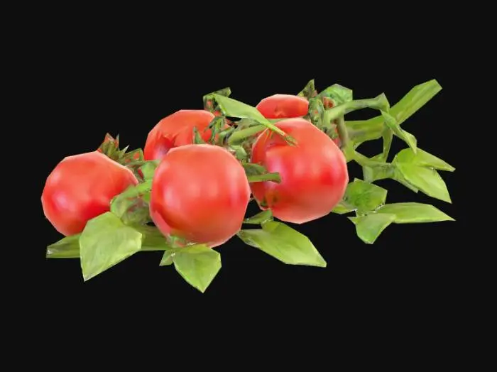 3D model for a Tomato vine with bright red tomatoes and vivid green vines