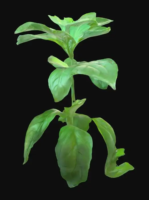 3D model for basil