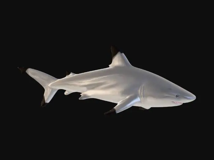 3D model for Midnight Shadow Shark