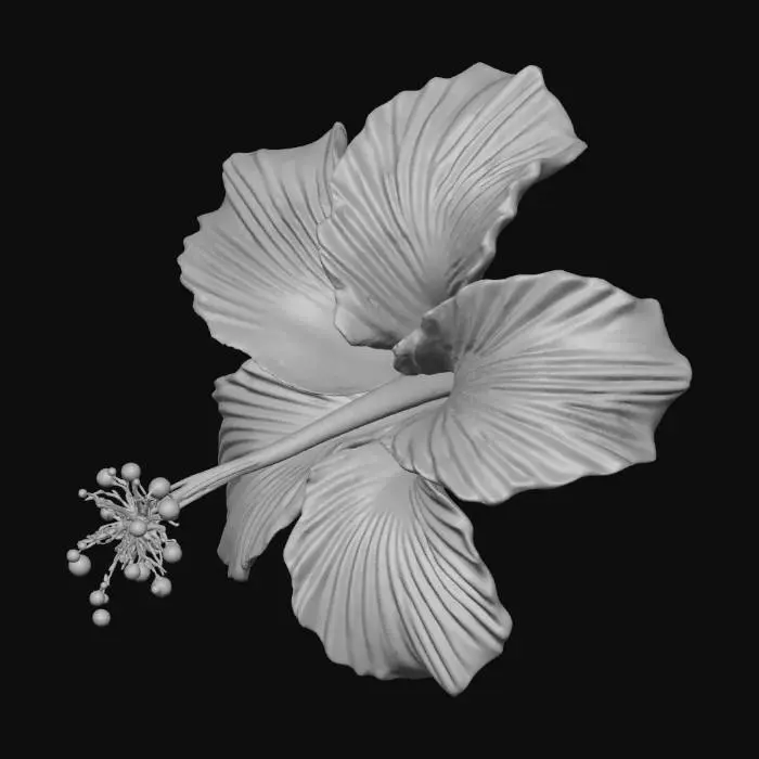 3D model for Hibiscus flower