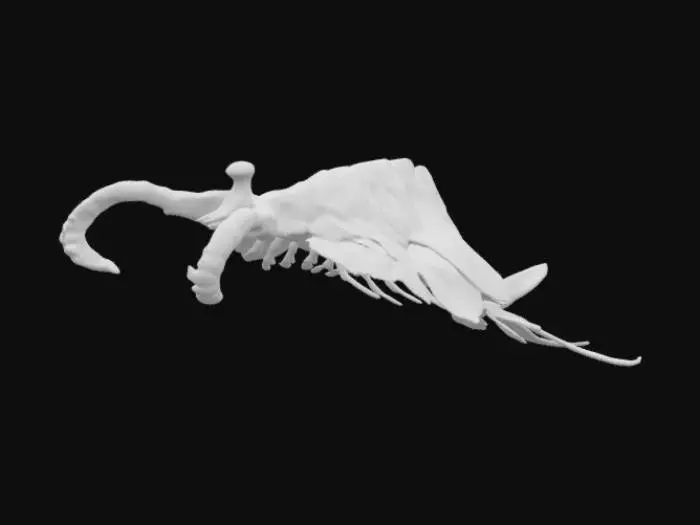 3D model for Cambrian Swimmer