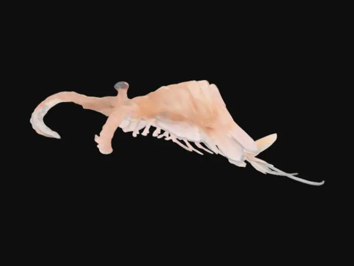 3D model for Cambrian Swimmer