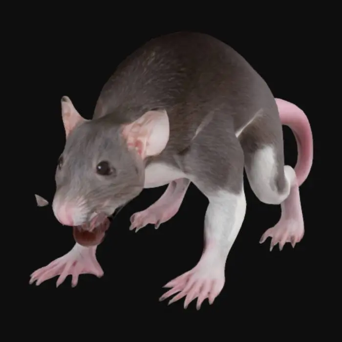 3D model for Long, thin, monstrous ferret