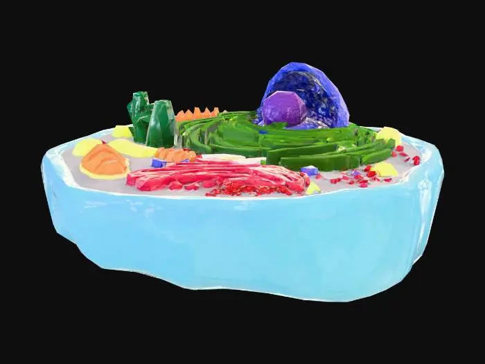 3D model for a 3D cross section of a cell
