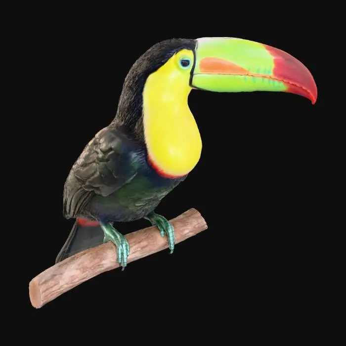 3D model for a colorful toucan native to the amazon rain forest