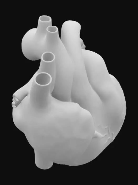 3D model for A detailed visualization of the human heart should highlight its internal chambers, valves, and blood vessels with realistic textures. The myocardium should appear dense and fibrous, while the atria and ventricles should display distinct muscle patterns. Valves must have delicate yet firm flaps with visible chordae tendineae. Major vessels like the aorta and pulmonary arteries should be color-coded, and coronary arteries should intricately weave across the heart’s moist, glistening surface






