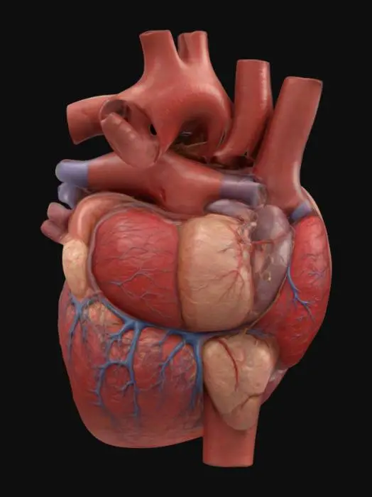 3D model for A detailed visualization of the human heart should highlight its internal chambers, valves, and blood vessels with realistic textures. The myocardium should appear dense and fibrous, while the atria and ventricles should display distinct muscle patterns. Valves must have delicate yet firm flaps with visible chordae tendineae. Major vessels like the aorta and pulmonary arteries should be color-coded, and coronary arteries should intricately weave across the heart’s moist, glistening surface





