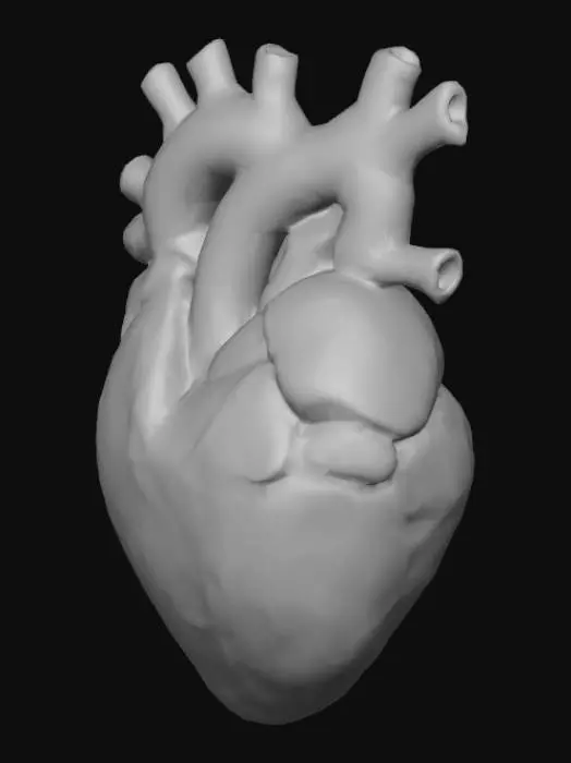 3D model for Build a 3d model of the human heart.