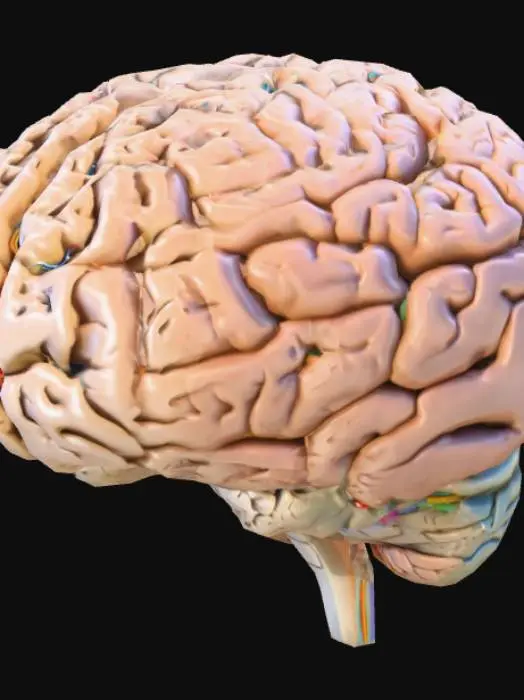 3D model for A 3d model of the brain.