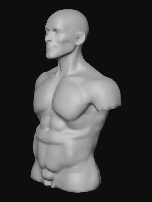 3D model for Build a fully organised anatomy, stomach, lungs, heart, intestines, and every organ.