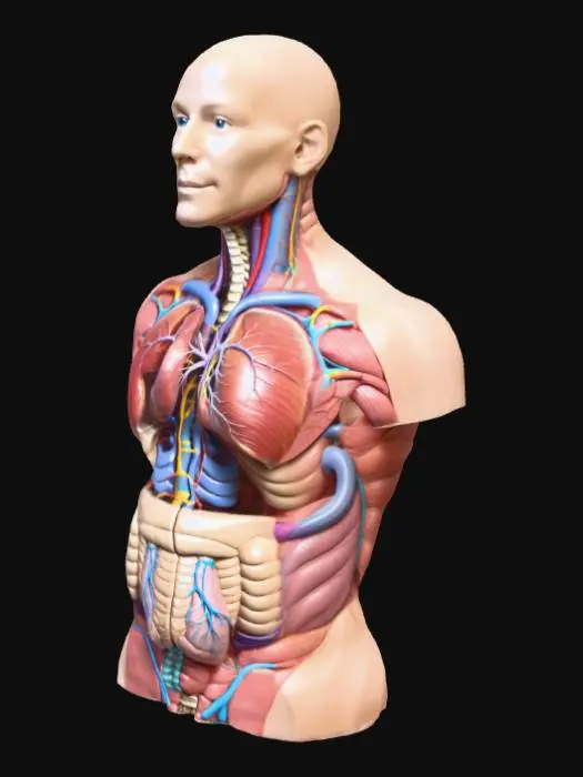 3D model for Build a fully organised anatomy, stomach, lungs, heart, intestines, and every organ.