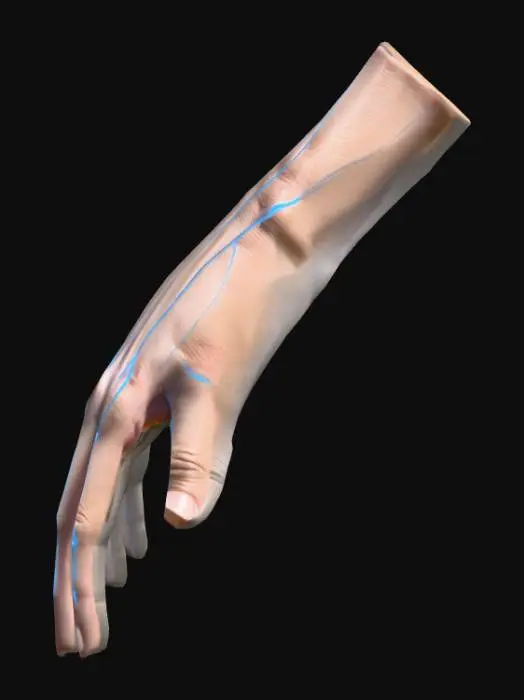 3D model for A 3d model of lower hand