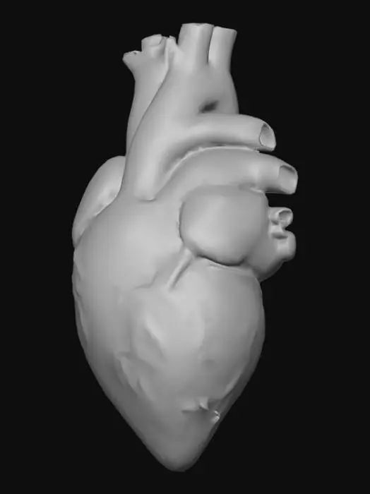 3D model for Build a 3d model of the human heart.