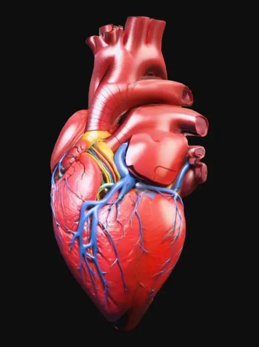3D model for Build a 3d model of the human heart.