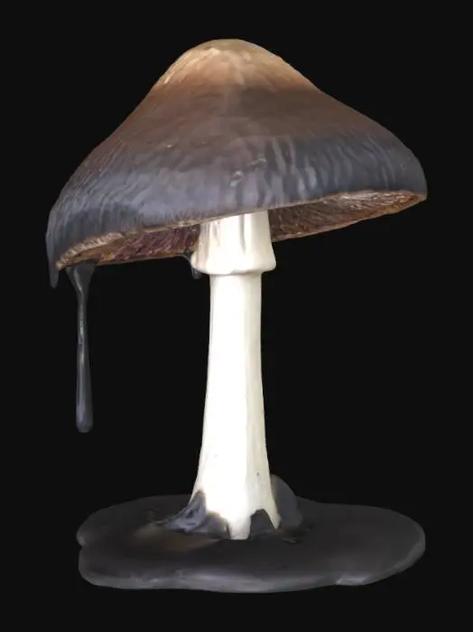 3D model for An ink cap mushroom dripping with ink