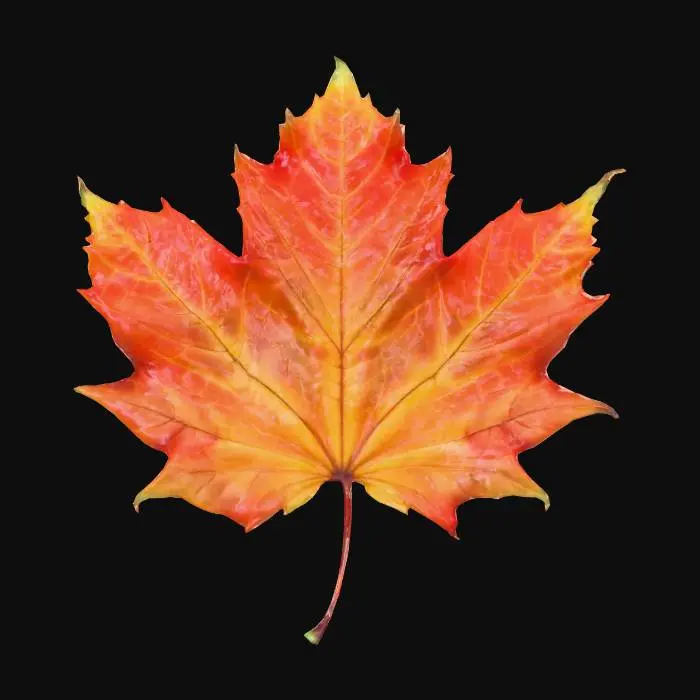 3D model for Autumn Maple Leaf, #Thanksgiving#