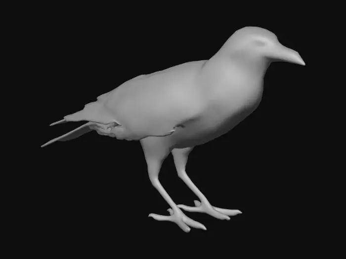 3D model for Raven Majesty