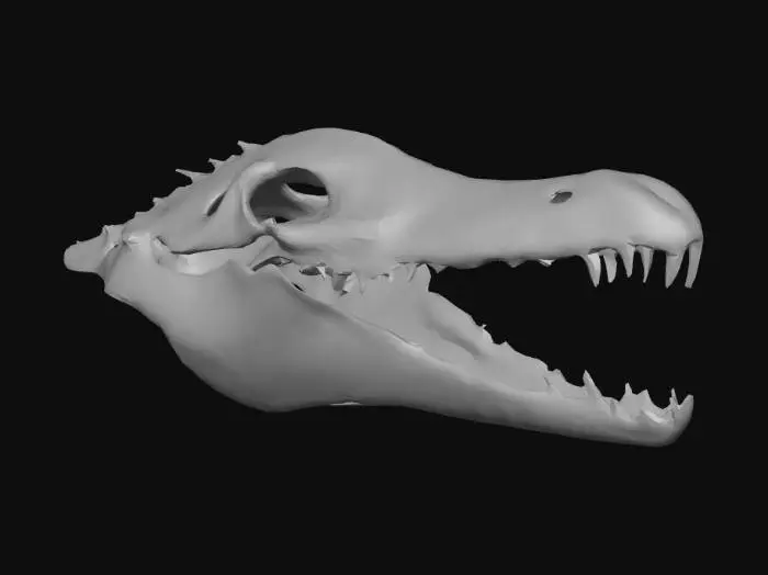 3D model for A long ancient crocodile skull