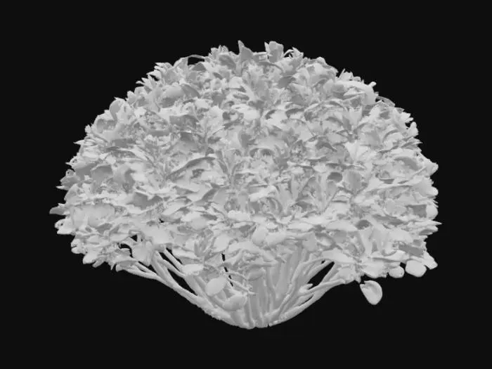 3D model for Un arbusto es una planta de bajo crecimiento con múltiples tallos leñosos que emergen desde la base, dándole una forma redondeada y densa. Sus ramas son delgadas y flexibles, con una corteza de color marrón verdoso que puede ser ligeramente rugosa. Las hojas, de un vibrante verde, son pequeñas y ovaladas, agrupadas densamente para crear una textura tupida y suave al tacto. La forma general es compacta y abultada, proporcionando una apariencia robusta y frondosa.