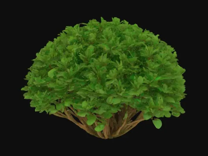 3D model for Un arbusto es una planta de bajo crecimiento con múltiples tallos leñosos que emergen desde la base, dándole una forma redondeada y densa. Sus ramas son delgadas y flexibles, con una corteza de color marrón verdoso que puede ser ligeramente rugosa. Las hojas, de un vibrante verde, son pequeñas y ovaladas, agrupadas densamente para crear una textura tupida y suave al tacto. La forma general es compacta y abultada, proporcionando una apariencia robusta y frondosa.