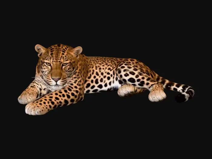 3D model for leopard4