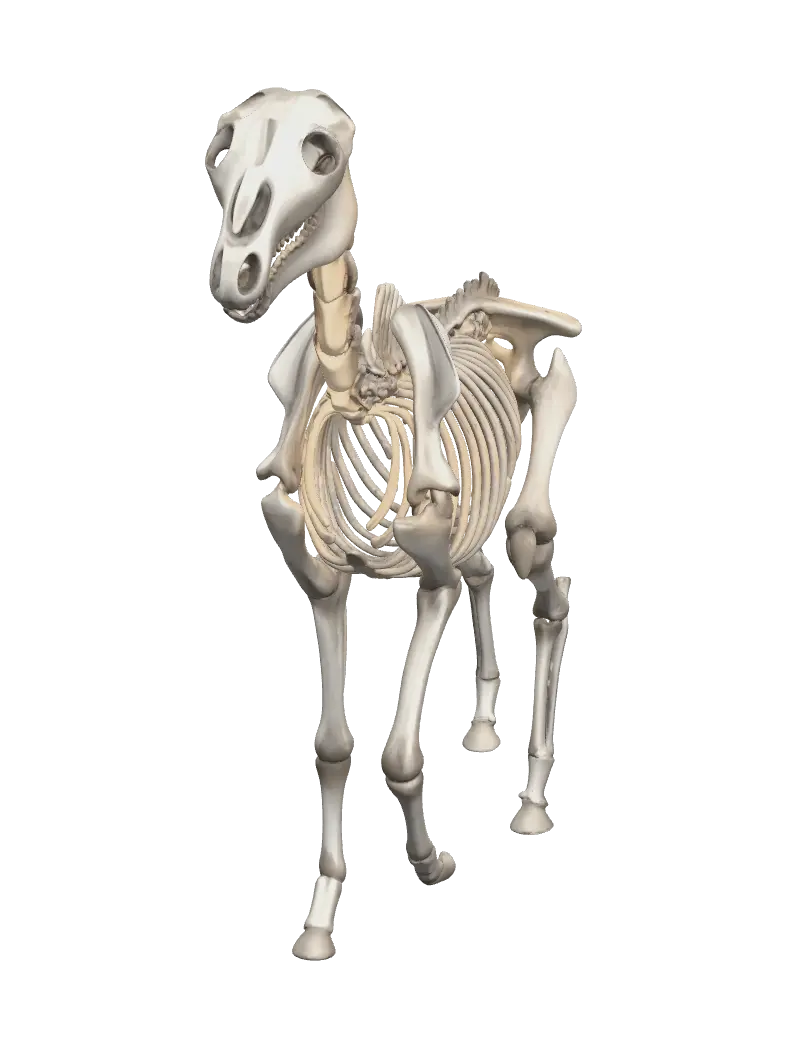 Mô hình 3D Horse Skeleton - Skeletal, được tạo bằng AI