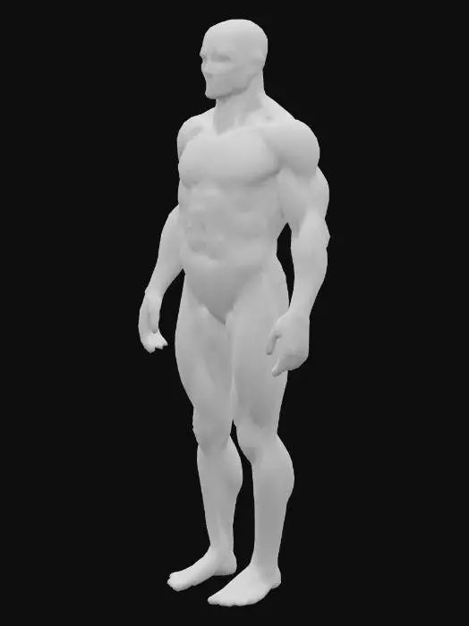 3D model for Muscular Anatomy Model