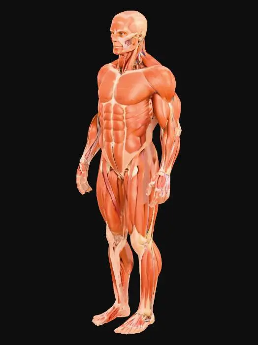 3D model for Muscular Anatomy Model