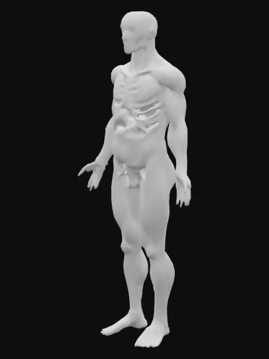 3D model for Anatomical Human Diagram