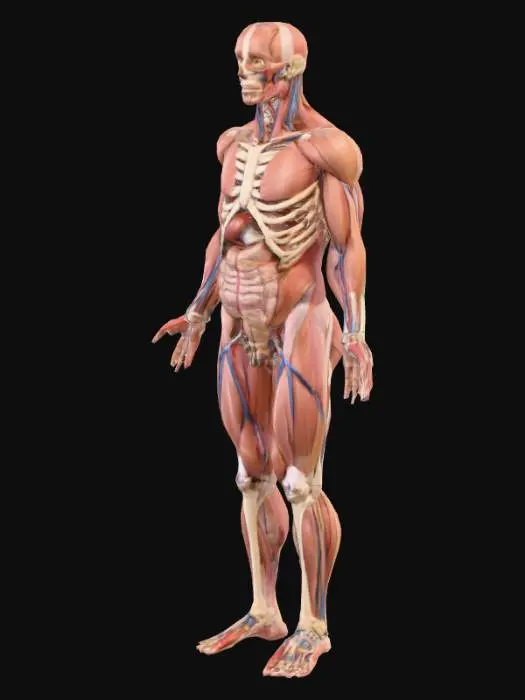 3D model for Anatomical Human Diagram