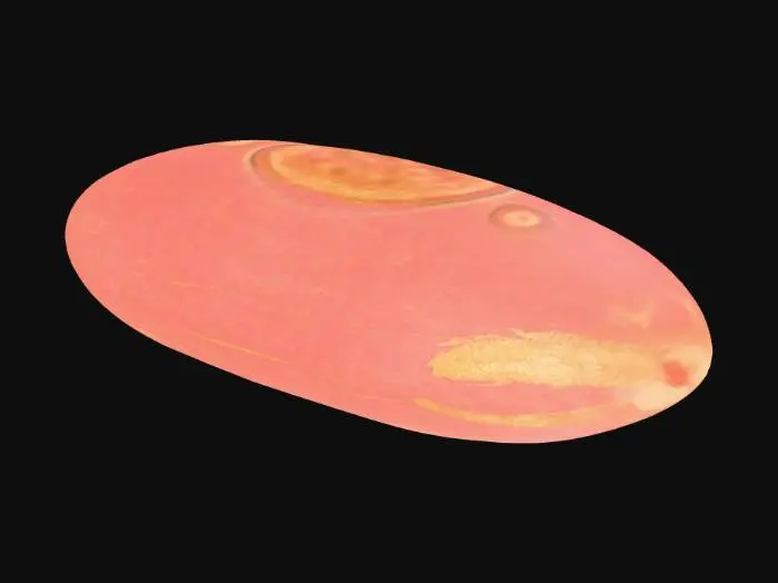 3D model for Microscopic Egg Structure