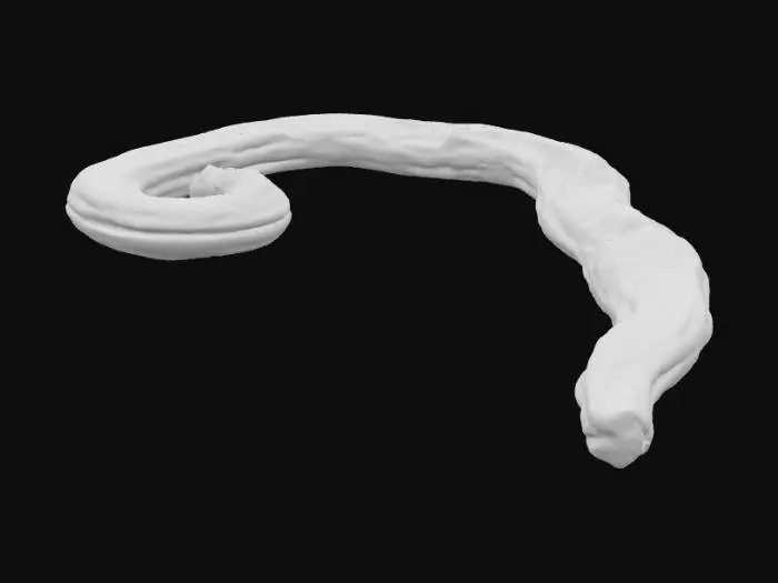 3D model for E. vermicularis Specimen