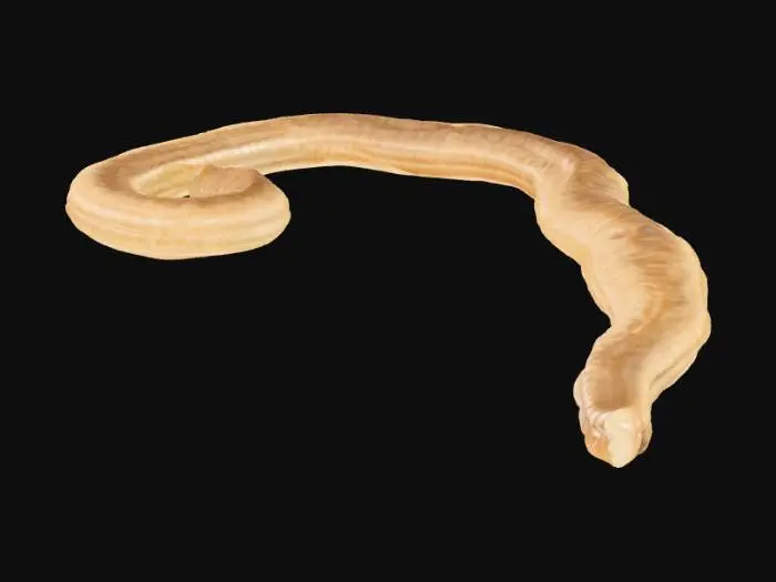 3D model for E. vermicularis Specimen