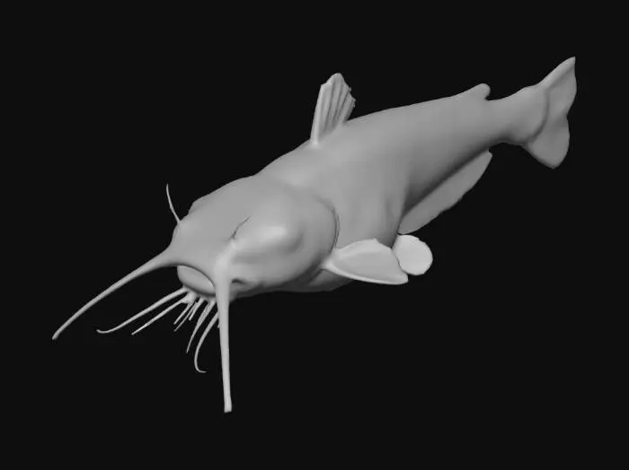 3D model for catfish