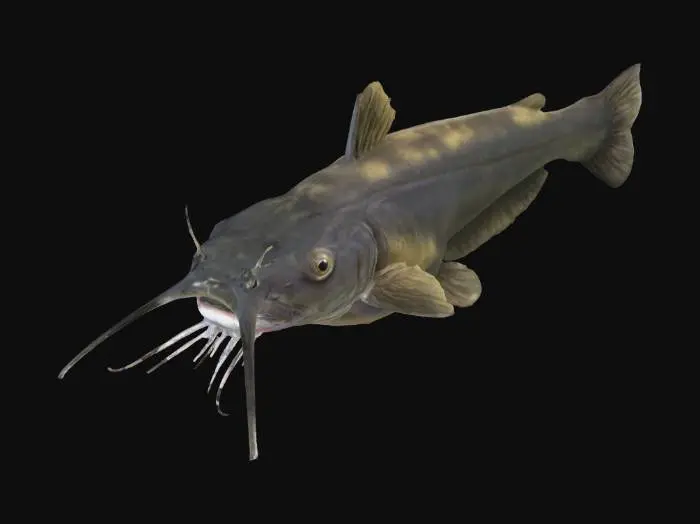 3D model for catfish