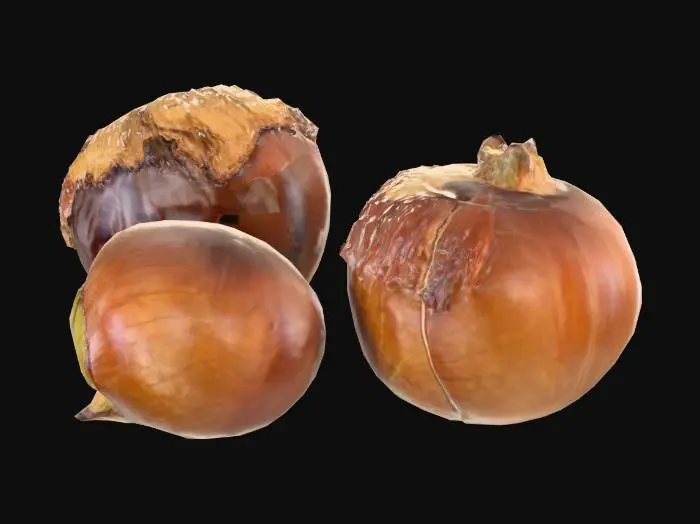 3D model for three chestnuts. one still in its case
