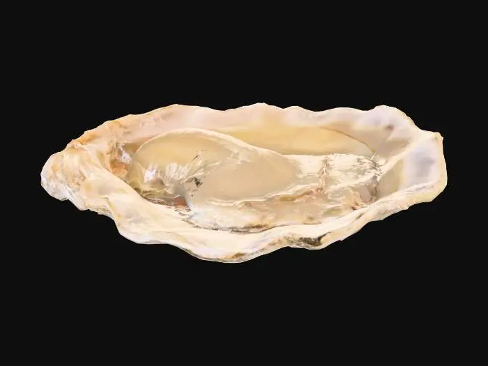 3D model for oyster